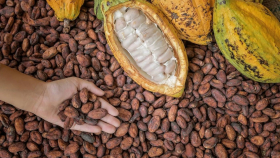 Цены на какао на бирже вышли на многолетний рекорд
